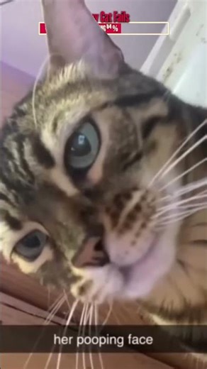 The Funniest Cat Fails | Algorithm Cleanse