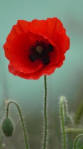 A close up of a red poppy flower. The flower is in full bloom and has a bright red color. Concept of beauty and vibrancy, as the red color of the flower stands out against the blue background.