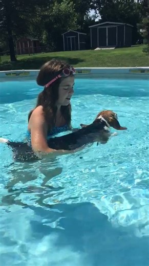 Beagle Swims in Pool With Girl