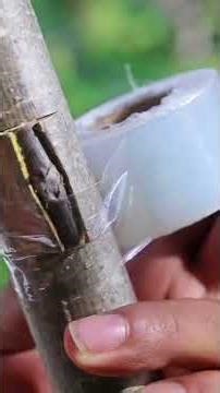 Grafting walnut bud success #treanding #satisfying #growtree