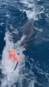 Gorgeous blue marlin caught by @adaml711 and friends. 👏🏼🔥 Anglers, share your EPIC fishing photos/videos with us via DM for a chance to be featured! | Florida Sport Fishing