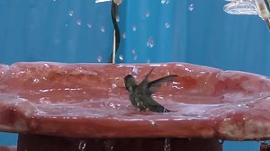 25K views · 576 reactions | Hummingbird Playground Fountain on Reels | Facebook