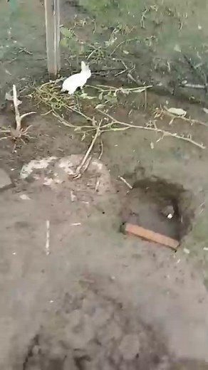 RABBIT, OMG Animals SOO Cute! AWW Cute baby animals, CUTEST moment of the Animal Planet 兔子 #574