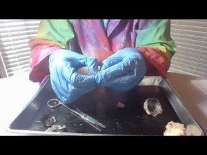 Sheep Eye Dissection