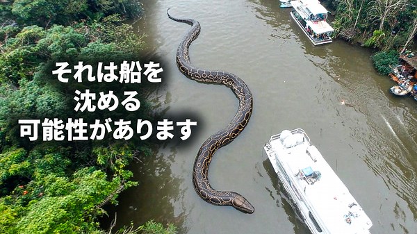 エクアドルのアマゾンで発見された新種の巨大ヘビ
