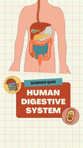 Digestive system quiz #ytshorts #shorts #digestivesystem #quiz #scienceshorts