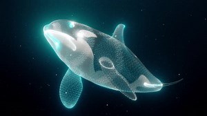 Killer Whale Orca 4k