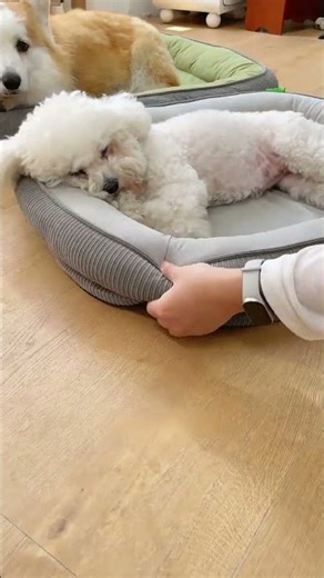 The Ultimate Comfort Pet Bed Review 🐾 #pet #dog #cat