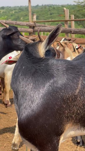 Commercial Goat Farming: A Profitable Venture with YPA Professionals