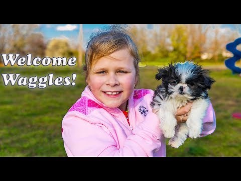 Assistant welcome Waggles the Silly Puppy to TheEngineeringFamily