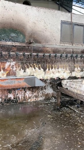 Chicken Slaughterhouse Line: The Process of Hanging and Water-Bath Stunning 👀
