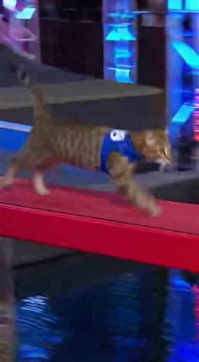 🤣 Cat competes on American Ninja Warrior I love the AI cat videos, so now Im making them | Alex J. Nitzberg
