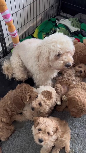 Adorable Cavapoo Puppies - Meet Dottie, Daisy, and Darcy!