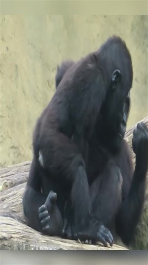 Gorilla Vibes: Ape Life in the Primate World