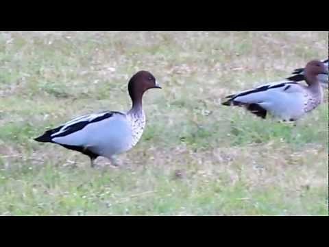Australian wood ducks