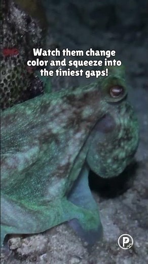 World Octopus Day! 🐙