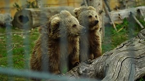 Download Himalayan Brown Bear in zoo for free