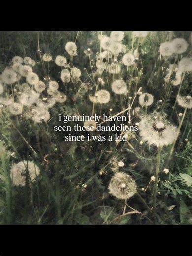 one day we made our last wish on a dandelion not knowing it would be the last time we believed the wind could carry our dreams #childhood #memories #nostalgic #fyp