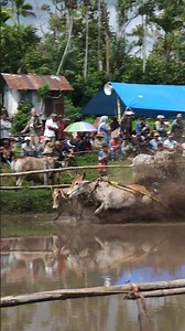 Pacu Jawi Story‼️ The Wild Bull Race from West Sumatra, Indonesia 🇮🇩 | Traditional Mud Sport #shorts