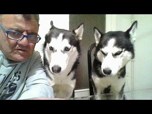 Los perros huskys que hablan in LIVE ¡¡¡DIRECTO!!!!