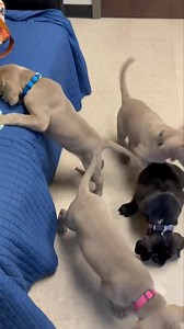 Puppies in action. 😊🐾 #weimrescue #weimrescueoftx #weimaranermix #fosteringsaveslives #foster #adopt #weimaraner #puppies | Weimaraner Rescue of Texas