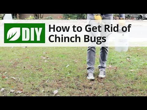 Chinch Bug Control | DoMyOwn.com