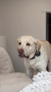 3 perfect eyeshadow colors that look good on everyone! 👀❤️ I link them for you here! 👇 Seint makeup and brushes: https://harmonize.seintofficial.com/ Eyeshadow Primer: https://rstyle.me/ EcfOhRqFrEqhrEZnfrAxTw Liner: https://rstyle.me/ ZF_CJg-9rKsRZPhMQzmbkw Liquid Liner: https://rstyle.me/ D3FtGXTrCIuSe5alESxzGQ Mascara Combo: https://www.shopltk.com/explore/harmonize_beauty/posts/5c44e23d-b39a-11ed-bae2-0242ac110005 | Harmonize Beauty