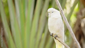 Yellow-crested cockatoo, critically endangered bird species, Indonesia, cacatua