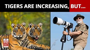 50 years of Tiger Project: How the growing number of tigers will bring its own challenges