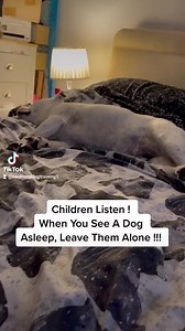 3.4M views · 8.4K reactions | Let sleeping dogs lie | Southend Dog Training | Facebook
