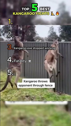 TOP 5 CRAZIEST KANGAROO FIGHTS 💀🦘#kangaroo #funnyanimals #best #ranking