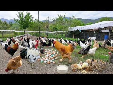 Baby Chick Hatching - Feeding Free-Range Chickens Naturally - Farm Routine