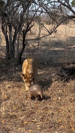 Lion Eats Pangolin—Welcome to African Safari Guide—Your Ultimate Wildlife Adventure Channel! 🦁🌍