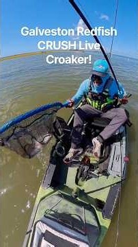 Galveston Redfish Crush Live Croaker! #Bigfish#Galveston#Livebait