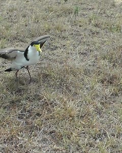 Celebrating Plover Appreciation Day Masked Lapwings, commonly known as plovers, are a familiar sight across Australia. Much like magpies, they are often misunderstood as aggressive in spring, swooping at anyone who comes too close. In truth, plovers are simply devoted parents. Their chicks can walk and forage almost immediately after hatching, with parents keeping a close watch over them. When a threat approaches, plover parents may call loudly, make themselves appear larger or swoop nearby. Whi
