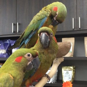 Baby Red Fronted Macaws are out with Hickory, our 15 year old Red Fronted Rescue. Red Fronted Macaws are beautiful, especially when they get their adult plumage. Hickory is such a good boy, we feel honored to have him ❤️ For more information, please call 224-735-7537! #redfrontedmacaw #macaw #babyparrot #rescueparrot #education #nutrition #aviculture #parrot #parrotstars | Parrot Stars
