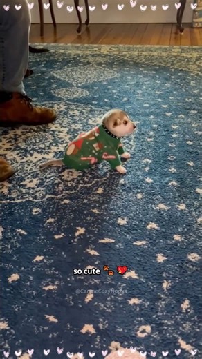 “No One Should Miss These Cute Puppies”#puppy #dog #cute #short #foryou