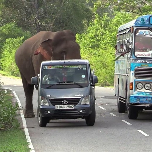 Wild Elephant Gets Food from a Kind Truck Driver 🐘#elephant