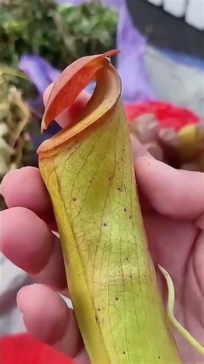 This plant looks so weird! Have you ever seen one like this?