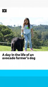 Don’t try this at home! 🥑🐶 The avocados grown on this Queensland farm are so high quality, the fruit are exported across the world. But resident farm dog Zari has found her own use for them. 📺 Tune into Landline for stories from Australia's rural and regional heartland, Sundays at 12.30pm or via ABC iview | ABC Brisbane