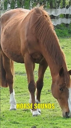 Horse Sounds || Learn Animal Sounds #shorts #horse