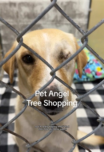 Angel Tree Shopping for Pets