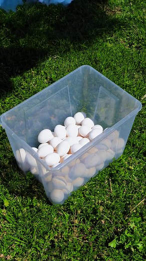 35K views · 45 reactions | Easter Egg Dyeing Hacks You’ve Definitely Never Tried! | 5-Minute Crafts Teens | Facebook