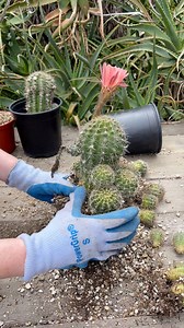 7.6K views · 92 reactions | Let’s propagate and replant my Echinopsis ‘Salmon Queen’ plant  | Unique Succulent Designs | Facebook