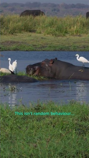 Why Are Birds Standing on Hippos? | Chobe River | 4K HDR Wildlife