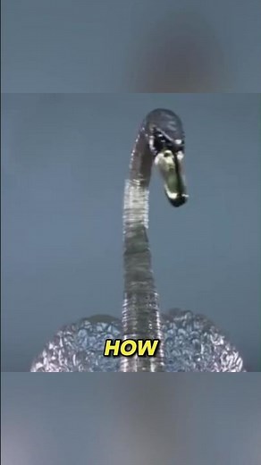 The SILVER SWAN ROBOT