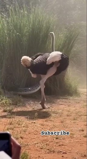 Giant Snake vs Giant Ostrich – Survival Race for Life 🐍⚡️🐦