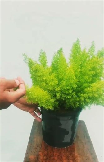 Foxtail Fern | Low Maintenance & Eye-Catching Plant #nature #landscape