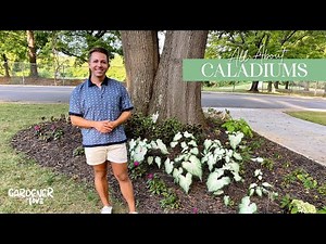 All About Caladiums from Proven Winners | Gardener in Love