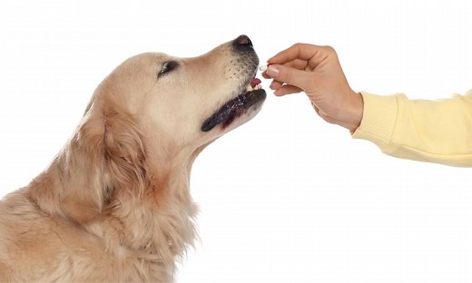Dramamine Dog Dosage Chart: Risks, Side Effects, Dosage, and More